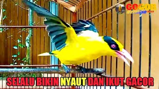 kepodang emas gacor TARUNG NGGARUDA FULL EMOSI ini AMPUH JADIKAN AGAR burung podang gacor NYAUT