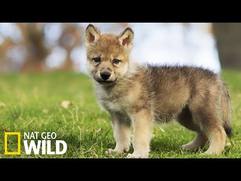 Vidéo: Les bébés les plus mignons du zoo de 2016