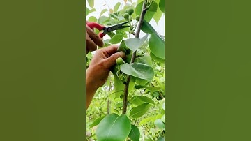 harvesting figs using sharp scissors #shorts