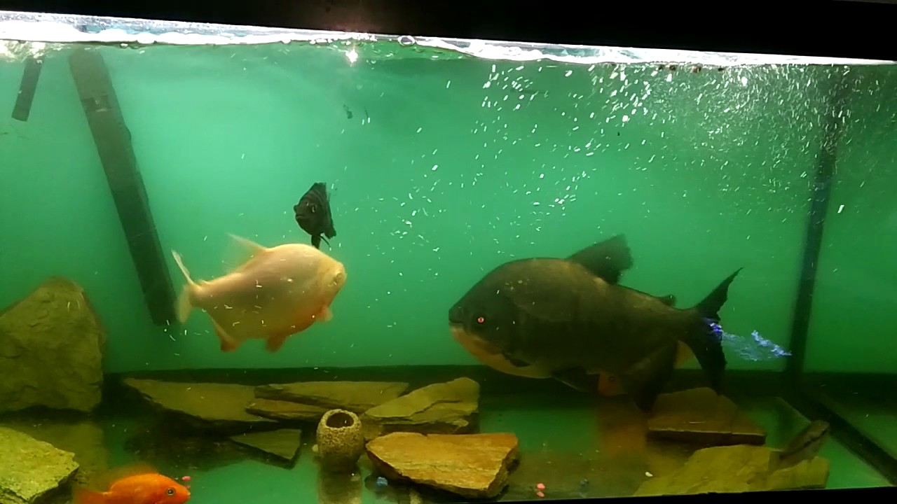 Monster pacus eating with tank mates I'm wet