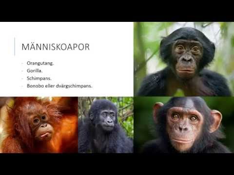 Video: Ny Evolutionsbiologibok Argumenterar För Att Stadsboende Djur Inte är Anpassade Till Människor