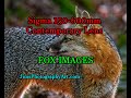 Sigma 150-600mm C-Lens with Fox Images