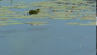 Полёт крупного карася. Fishing slow motion