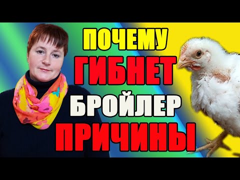 Почему гибнет бройлер. Причины и способы решения проблемы.