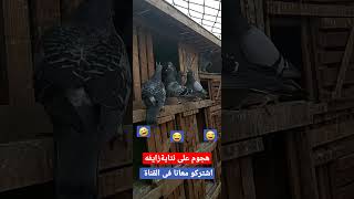 مشهد مضحك للهجوم على نتايه زايفة #shorts