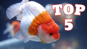 Top 5 loài cá vàng được người chơi yêu thích nhất