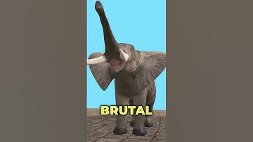 Execution by Elephant