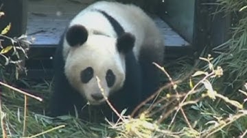 Cute giant panda gains weight after released into the wild