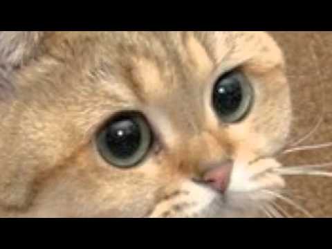 Stare Cat.