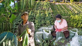 คุณตาวัยใกล้80ปี ปลูกบวบหอมทุกปีโชคดีปีนี้ได้ราคาสูงขึ้น ทำกับยาย2คนซึ่งยายก็ป่วยเป็นไต พอมีรายได้