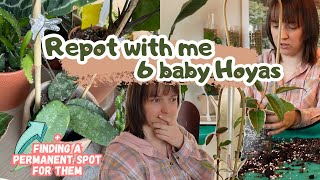 Repot 6 Baby HOYAS With Me, Trellising + Finding A Permanent Spot