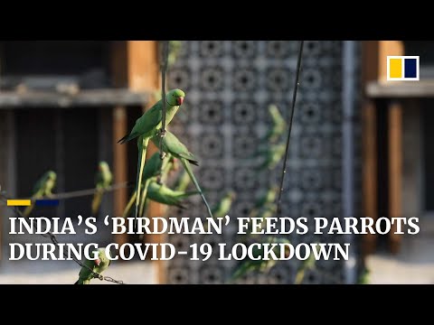 Indian ‘birdman’ feeds thousands of hungry parrots during coronavirus lockdown