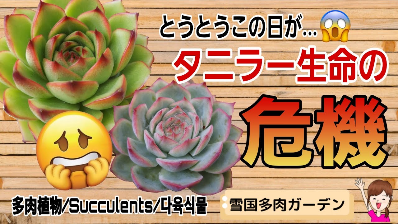 A crisis❗A sudden threat to the life of a succulent⁉️ #Growing