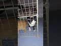 i think my cat gave birth to larry (focus on the black tail)