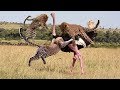 Leopardos combatem avestruz gigante - Que vai ganhar?