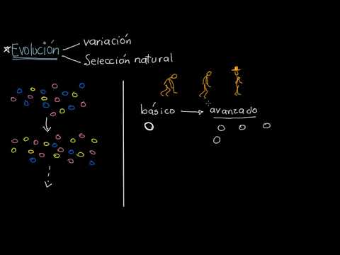 Video: ¿Por qué la selección natural conduce a la evolución?
