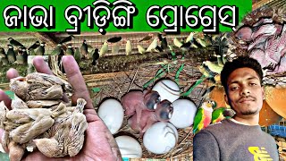 Java Sparrow Breeding Progress || Java bird breeding Tips || Java Bird Breeding Farm In Odisha