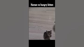 Hungry Kitten