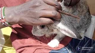 How To Remove Ear Mites In Rabbits