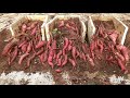 The secret to growing sweet potatoes at home using kitchen waste to produce many tubers
