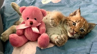 РЫСЯТА ТЕСТИРУЮТ НОВОЕ ПОСТЕЛЬНОЕ БЕЛЬЁ РЫСЯТА ТЕСТИРУЮТ НОВОЕ ПОСТЕЛЬНОЕ БЕЛЬЁ