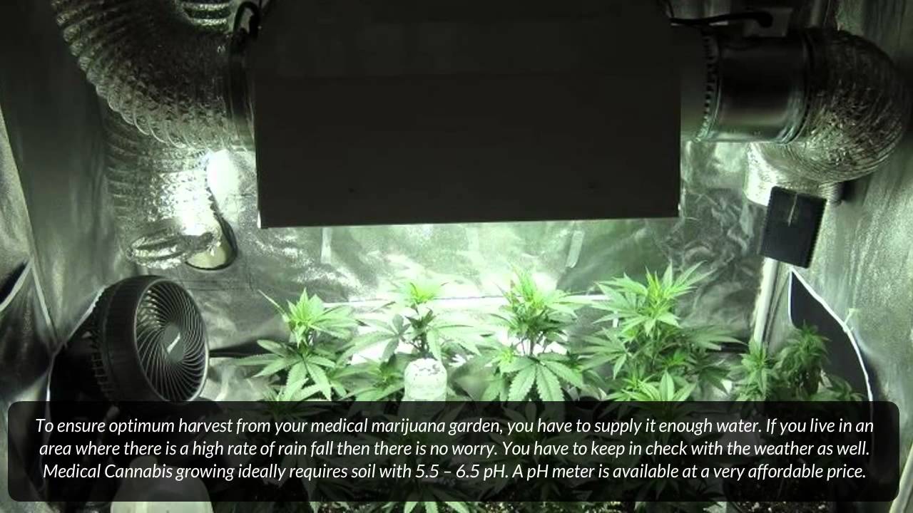 How to Grow Medical Marijuana: Growing Your Medicine at Your Own Backyard