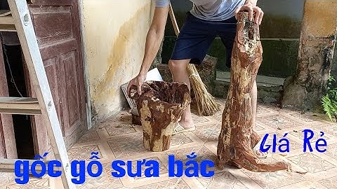 Giao lưu gốc gỗ sưa bắc 20 năm tuổi