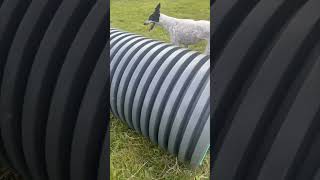 Dog Keeps Slipping While Running Through a Plastic Tube