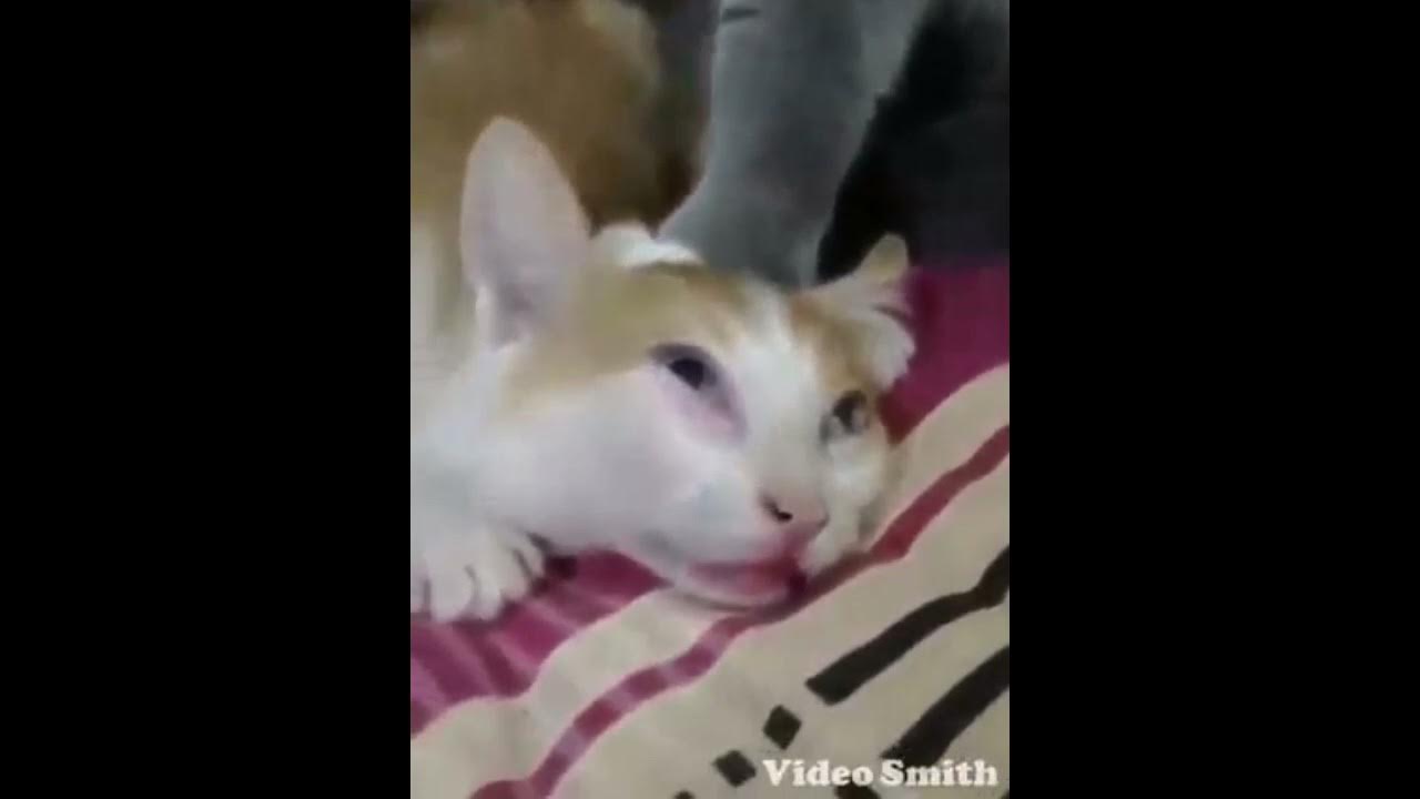 Floyd cat can't breathe YouTube