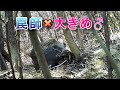 【狩猟season3】罠猟☆イノシシ☆(オス大きめサイズ)