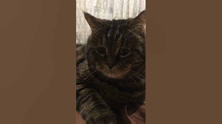 грустный котик ☹️ #котик #животное  #кот #кошка #грустная #грустное #shorts