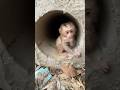 Little Mochi escaped from a vicious dog by hiding in an abandoned sewer drain.