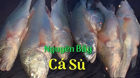 Thả Lưới Ngâm Dính Bầy CÁ SỦ về nấu món ngon miền tây | Cù Lao Dung Vlogs #163