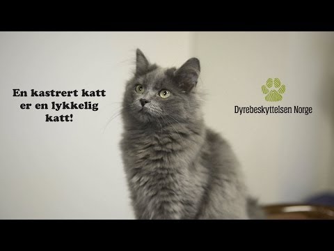 Video: Er kastrering en katt grusom?