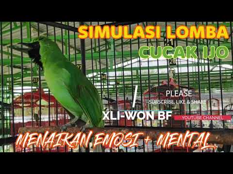 Simulasi lomba cucak Ijo AMPUH digunakan menaikan EMOSI dan MENTAL Burung