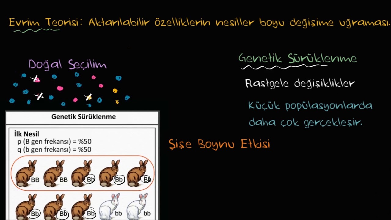 Genetik Sürüklenme, Şişe Boynu ve Kurucu Etkisi (Fen Bilimleri)(Biyoloji)
