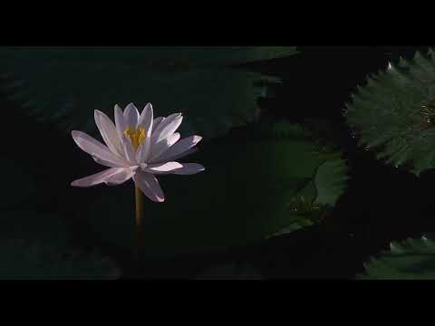 ابتدى المشوار آه يا خوفي من آخر المشوار عبد الحليم