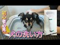 【犬の洗い方】ペット用ドライヤー紹介&チワワのシャンプー♪♪
