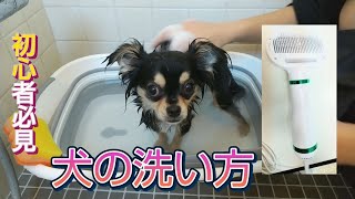 【犬の洗い方】ペット用ドライヤー紹介&チワワのシャンプー♪♪