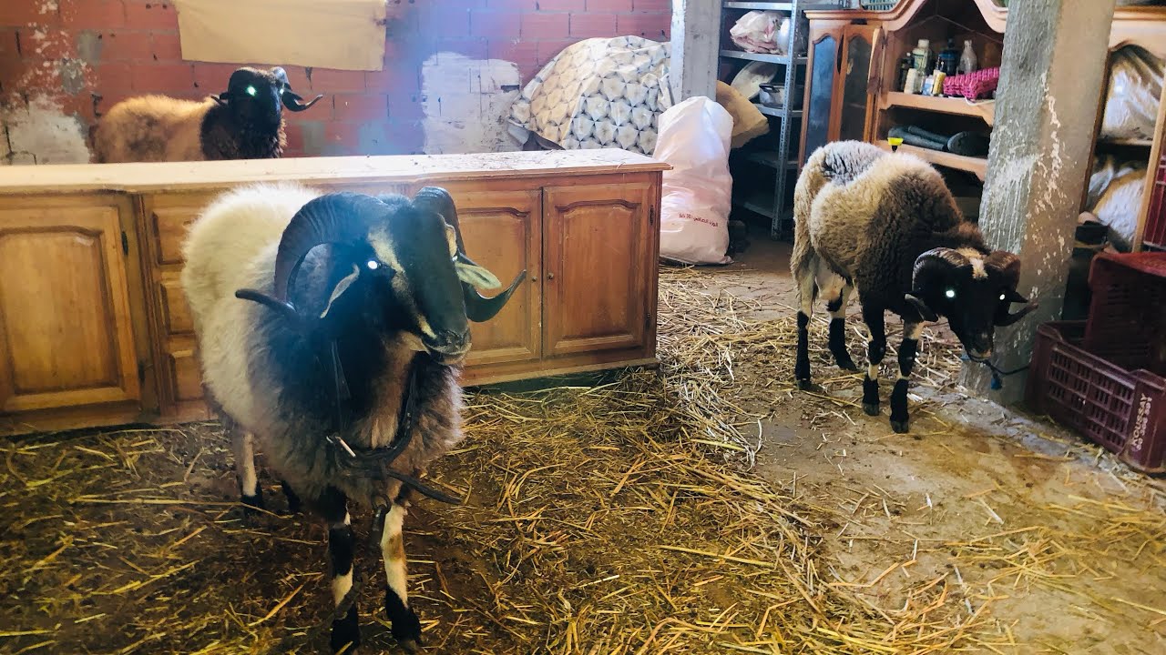 من هنا تأتي الابطال 🔥الرادسة الفقودة 👑🧨