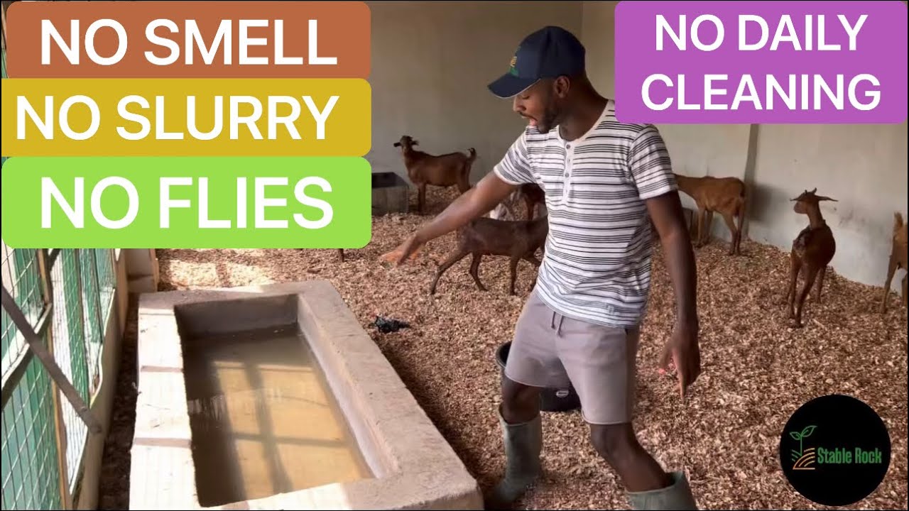 Overview of our NO SMELL DEEP LITTER GOAT HOUSE #imo #deeplitter #livestock