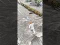 大雨の街角 濁流から小さな命を救った名もなきヒーロー #感動 #心温まる #小さな命 #名もなきヒーロー #ショート