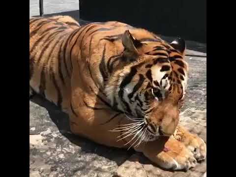 نمر يوسف الفرات