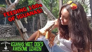 IGUANAS! MEET DESI'S AWESOME LIZARDS! (Iguana care and feeding)