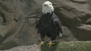 Bald eagle officially designated as America's national bird