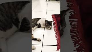 R & Ochi, Syukurlah kalo mereka akur mh 🙋👍🐱 #kucinglucu #hewanviral #cute #funny #shorts @KitaCek