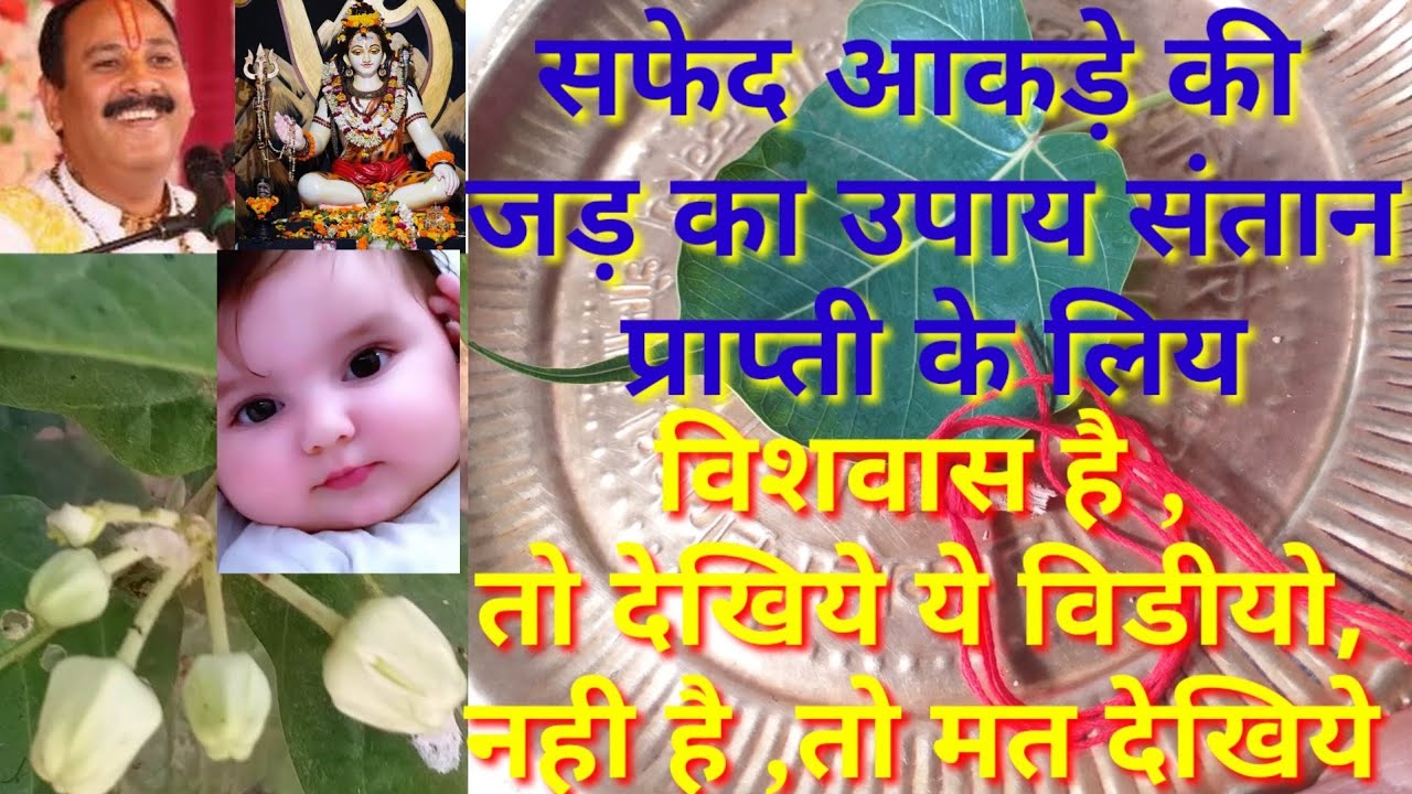 safed aakde ki jad pradeep mishrasafed aakde ki jadsafed aakde ka