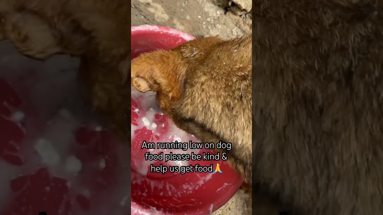 Am running low on dog food please someone be kind and help us with some dog food🙏