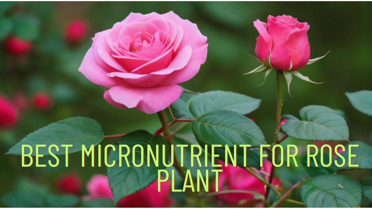 Best micronutrient for Rose plant | how to use it