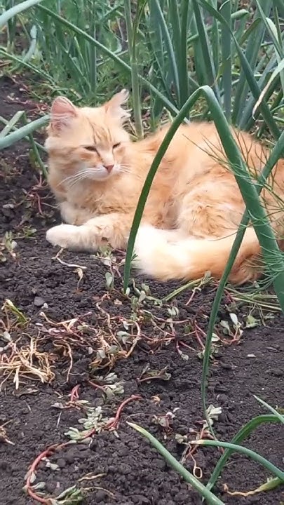 Рыжий кот зевает.#cat #коты #kitten #питомец - YouTube